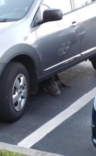 Охранная система "Аллигатор".