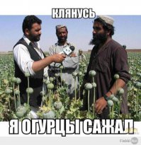 Как вырастить лимонное дерево в чашке
