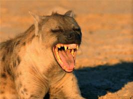 Очень напоминает: