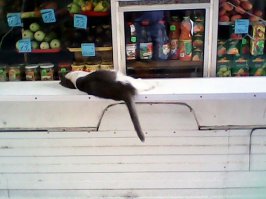 Двуглавый шестилап и другие прелести с конкурса "Не может быть!"