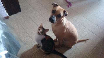 Мои найденыши