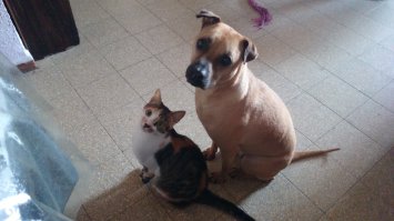 Мои подобранцы-найденыши