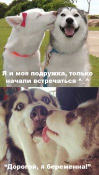 26 безумно милых животных, которые заставят вас улыбнуться