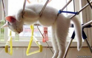 Необычное место для сна