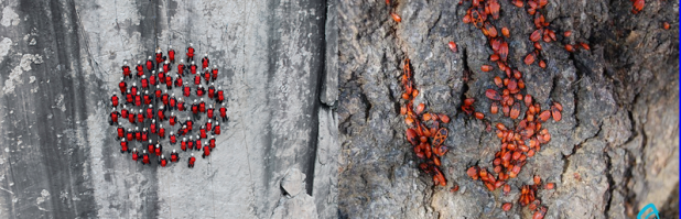 клопы - солдатики