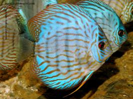 Рыыыыыыыыыыыыыбки!! А у нас были ещё красивее.