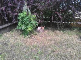 Вот котейку забыли).