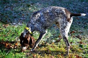 Чуть глаза не сломал пока нашел собаку на фотке