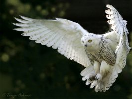 Где <span style='color:gray'>[мат]</span> Хэдвик?