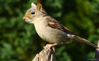 Точно так же гинетическим фотошопом скрестили белку и воробья.....получалась воробелка)))))
