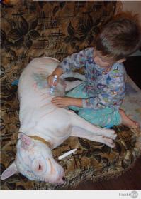 Без собак и жизнь не та!