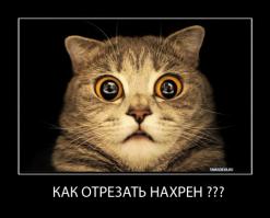 Фишкина солянка за 05.09.2014