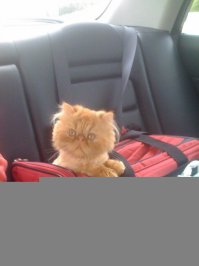 пушистый котенок, который недозагрузился