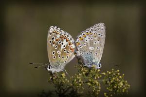 Животные, выражающие чувства гораздо романтичней людей 