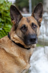 Вот так надо тренировать собаку