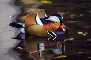 Топ-10 самых красивых птиц планеты