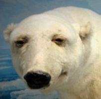 Упоротый лис не одинок!