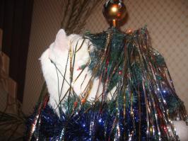 Для тех, кто считает, что собаки ничего не понимают:
свалил ёлку, часть игрушек разбил, часть - "заиграл", нажрался дождика, многократно перегрыз гирлянду, а после обвинительного "ах ты, скотина!", потребовал покормить его...
Нормальная собака способна на такой "подвиг"?