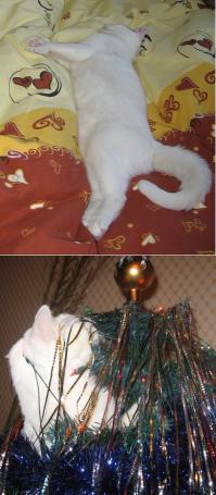 Вечная тема рунета))