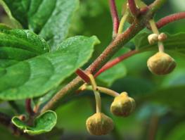 Это же бутоны, а не завязь!