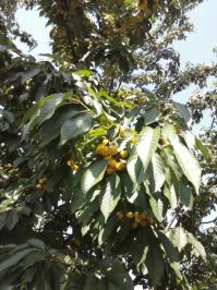 У нас черника не растёт...но скоро уже ожидаем "тяжёлые наркотики" (см. фото).