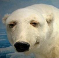  Медведи на все случаи жизни