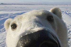  Медведи на все случаи жизни