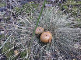 По грибочки...