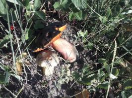 По грибочки...