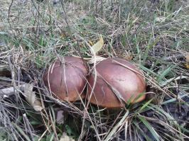 По грибочки...