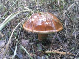 По грибочки...