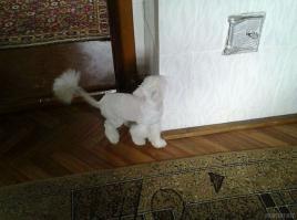 кото_пудель