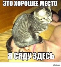Кошки будят своих хозяев