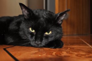 Самый нуждающийся кот в мире 