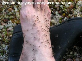 А где самые многочисленные и незабываемые обитатели?