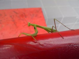 Эти ребята мне давно нравятся.
Это ловкие, быстрые, скрытные и опасные охотники!
Движения их завораживают.
Такие у нас водятся в Казахстана.