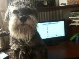 у меня такая же порода. он уже через неделю почти так же реагирует)