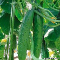 галимые огурцы, быстро становятся мягкие и шкура у них жёсткая. Вот фото четких огурцов