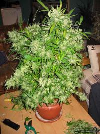 шишкари:$20 за шишку