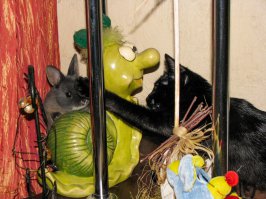 Моя домашняя братва. Они же лучшие мои друзья.