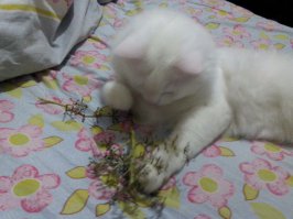 Мой котяра. Гроздь была почти полная... Угорали всей семьёй.