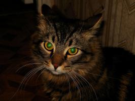 Любительские фото кошек и собак