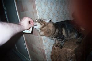 Любительские фото кошек и собак