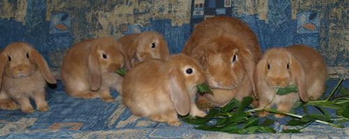 Это наши декоративные кролики