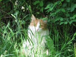 Они следят за нами.