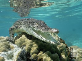 Ещё бывает морской крокодил.

Гребнистый крокодил (лат. Crocodylus porosus), так же известен как морской крокодил, крокодил-людоед, подводный крокодил, солти (saltie), устьевый или индо-тихоокеанский крокодил — самое крупное современное пресмыкающееся, относящееся к семейству настоящих крокодилов. А также — самый крупный в мире наземный, или прибрежный хищник. Самцы этого вида могут достигать 7 м длины, при весе до 2000 кг.