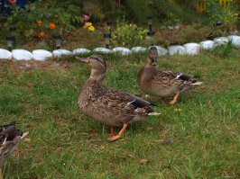 К нам прямо к крыльцу приходят дикие утки и просят у мамы булки.