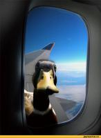 25 восхитительных снимков из иллюминатора самолета