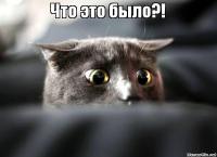 Если бы коты могли заниматься бизнесом