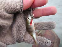 на фото промысловик, судя по наушникам в цехе переработки!!
.
.
а вот рыбак